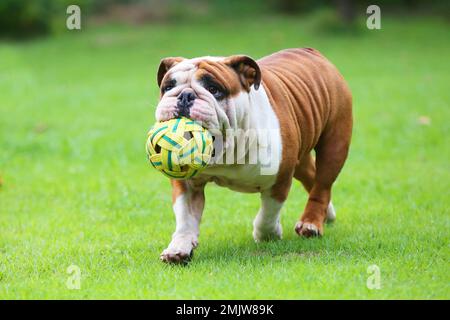 Bulldog, der den Ball im Mund hält und im Park spaziert. Ein Hund spielt Fußball auf dem Rasenplatz. Stockfoto