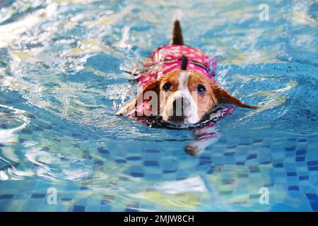 Beagle trägt Schwimmweste und schwimmt im Pool. Hund schwimmt. Stockfoto