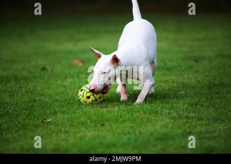 Bull-Terrier-Hund, der den Ball im Mund hält und im Park spaziert. Ein Hund spielt Fußball auf dem Rasenplatz. Stockfoto