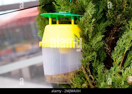 Bienenfalle voller toter Insekten, die vom Gartenbaum hängen Stockfoto