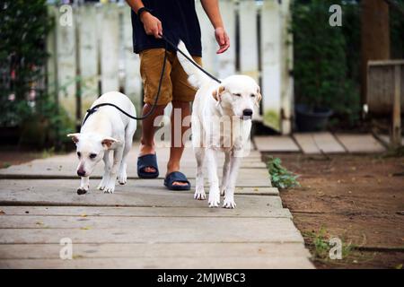 Ein paar Hunde laufen an der Leine mit dem Besitzer im Park. Ein Mann, der mit Hunden umgeht, die zusammen laufen. Stockfoto