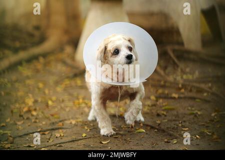 Veteranenhund mit elisabethanischem Halsband nach Operation beim Spaziergang im Park mit dem linken Auge. Hund am Auge verletzt. Stockfoto
