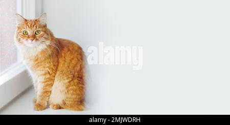 Die neugierige Ingwer-Katze sitzt auf dem Fensterbrett. Flauschiges Haustier zu Hause, während draußen Schnee fällt. Gute doppelt verglaste Fenster machen das Zuhause komfortabel. Speicherplatz kopieren. Stockfoto