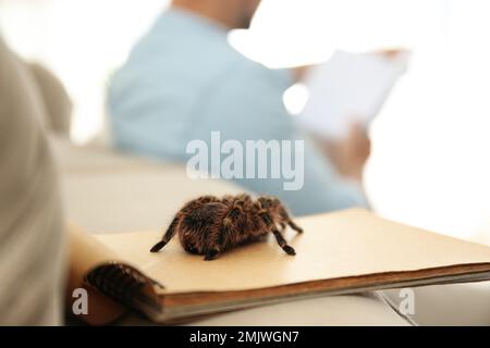 Gestreifte Knietarantel auf Notizbuch in Innenräumen, Nahaufnahme. Platz für Text Stockfoto