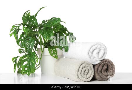 Gerollte saubere Handtücher für das Badezimmer und Zimmerpflanzen auf dem Tisch vor weißem Hintergrund. Platz für Text Stockfoto