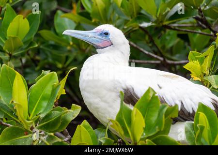 Porträt eines jungen Rotfußschnuppers (sula sula), der in einem Baum auf der Insel Isla Genovesa im Archipel Galapagos, Ecuador, nistet. Stockfoto