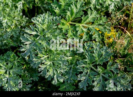 Nahaufnahme von Artemisia absinthium oder Wermholzpflanze, die auf der Wiese im Wald wächst. Sommer Natur. Stockfoto