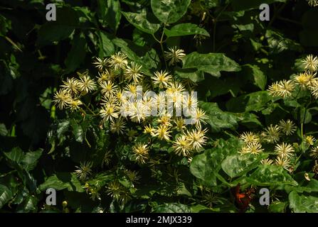 Nahaufnahme von Artemisia absinthium oder Wermholzpflanze, die auf der Wiese im Wald wächst. Sommer Natur. Stockfoto