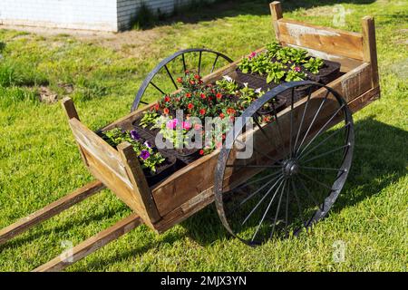 An einem sonnigen Sommertag steht ein alter Holzwagen mit Blumentöpfen auf grünem Gartengras Stockfoto
