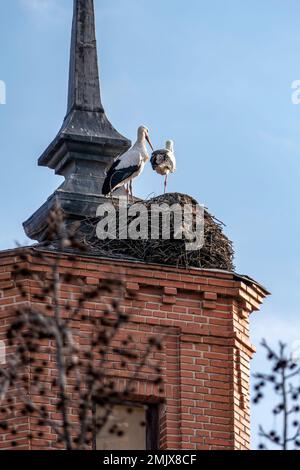 Ein Storch in einem Nest aus Zweigen auf dem Dach eines Gebäudes Stockfoto