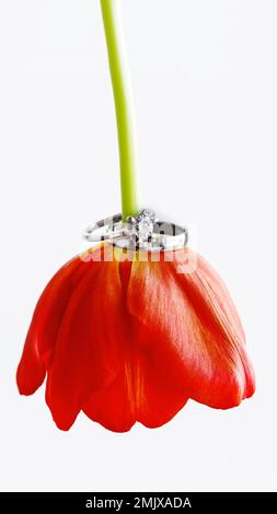 Ein Paar Hochzeits- und Verlobungsringe mit Diamant auf roter Tulpe. Weißer Hintergrund mit Symbol für Liebe und Ehe. Stockfoto