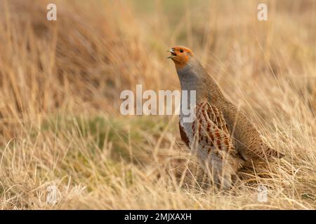 Graues Rebhuhn, wissenschaftlicher Name: Perdix Perdix. Nahaufnahme eines männlichen grauen Rebhuhns in einem natürlichen Moorland-Lebensraum. Nach links und Anruf mit offenem Schnabel Stockfoto