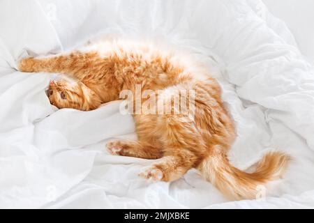 Süße Ingwer-Katze dehnt sich im Bett. Flauschiges Haustier schläft auf weißer Bettwäsche im Bett. Gemütlicher Heimhintergrund mit Haustieren. Stockfoto
