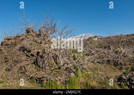 Ein Pistazienbaum wächst auf einem alten vulkanischen Lavafluss in der Nähe von Bronte an den Hängen des Ätna, Sizilien, Italien Stockfoto
