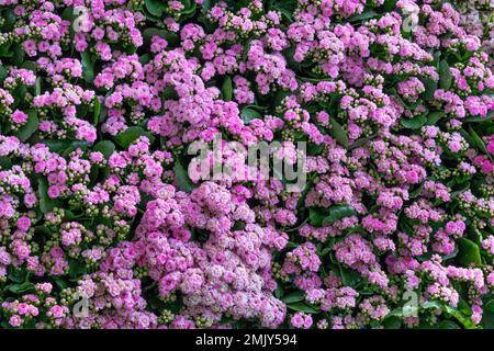 Flaming Katy, Sukkulent Kalanchoe blossfeldiana, Rosa Blumen, Florist Kalanchoe Stockfoto