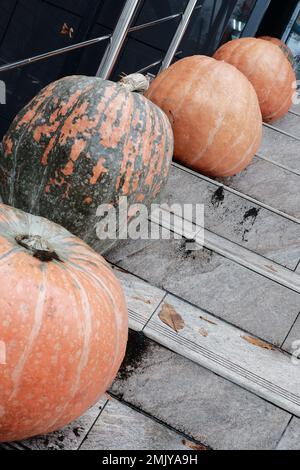 Große reife Kürbisse werden auf den Stufen senkrecht in einer Reihe angeordnet. Halloween-Kürbis Stockfoto