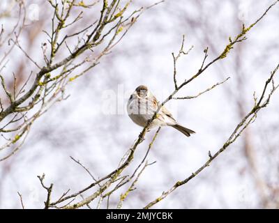 Männlicher Reed Bunting (Emberiza schoeniclus) hoch oben in einem Baum, South Shropshire, Großbritannien Stockfoto