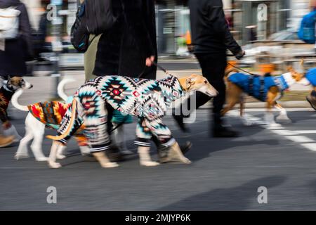 GRAFIK - 28. Januar 2023, Berlin: Ein Hund mit gemusterter Jacke nimmt an der Demonstration gegen das Leiden von galgos, Podencos und anderen spanischen Jagdhunden Teil. (Wischeffekt durch Ziehen) Foto: SOD/dpa Stockfoto