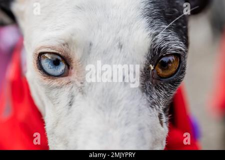 GRAFIK - 28. Januar 2023, Berlin: Hund Cabriola nimmt an der Eröffnungskundgebung einer Demonstration gegen das Leiden von Galgos, Podencos und anderen spanischen Jagdhunden vor dem Brandenburger Tor Teil. Foto: SOD/dpa Stockfoto