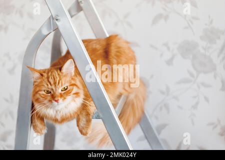 Verärgerte Ingwerkatze sitzt auf einer Metallleiter. Flauschiges Haustier nehmen an der Hausreparatur Teil. Horizontales Banner mit Kopierbereich. Stockfoto