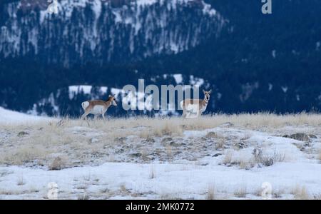 In den Bergen in der Nähe des Yellowstone-Nationalparks folgen sich zwei Gabelböcke. Stockfoto