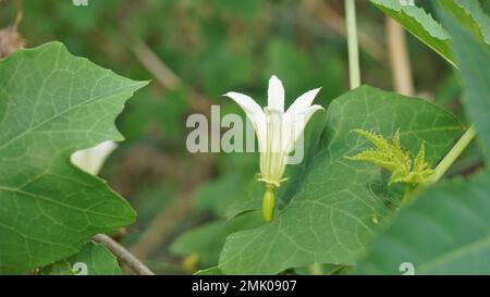 Wunderschöne weiße Blüten von Coccinia grandis, auch bekannt als Efeu, kleine oder scharlachrote Riesenkürbis, Rashmato usw. Es ist ein essbares Gemüse in den indischen Staaten. Stockfoto