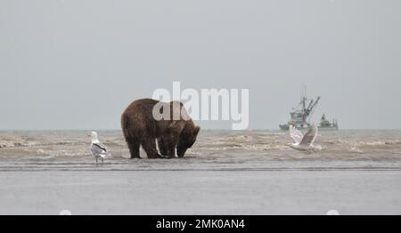 Braunbär auf der Suche nach Lachs, der im Fischernetz am Rand des Cook Inlet gefangen wurde. Fischerboot und Möwen jagen während der Fahrt nach Lachs. Stockfoto