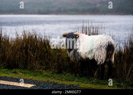 Schafe in der irischen Region Connemara Stockfoto