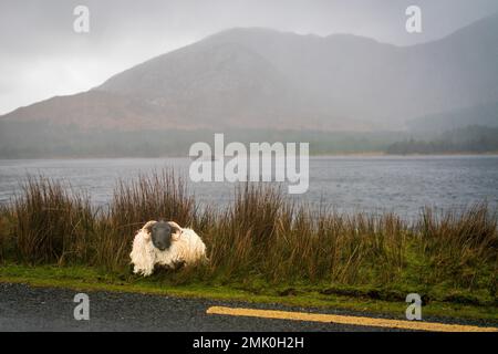 Schafe in der irischen Region Connemara Stockfoto