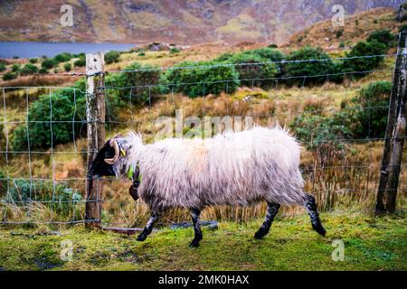 Schafe in der irischen Region Connemara Stockfoto