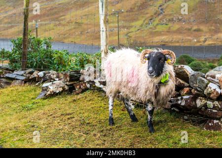 Schafe in der irischen Region Connemara Stockfoto