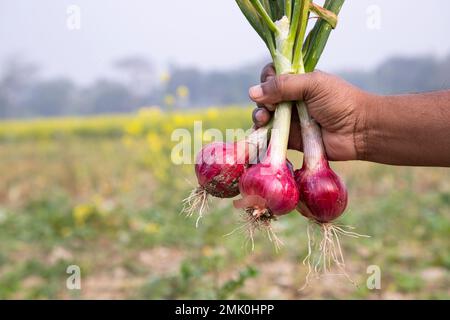 Landwirt mit frischen roten Zwiebeln oder Schalotten) auf dem Feld, selektiver Schwerpunkt Stockfoto