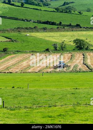 Ein Traktor wendet das Gras auf dem Heufeld, Frühling. Landwirtschaftliche Arbeiten auf einem Bauernhof in Irland. Landschaftsbau. Grünes Grasfeld Stockfoto