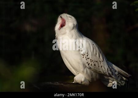 Snowy Owl - Bubo scandiacus, wunderschöne weiße Eule aus skandinavischen Wäldern und Wäldern, Norwegen. Stockfoto