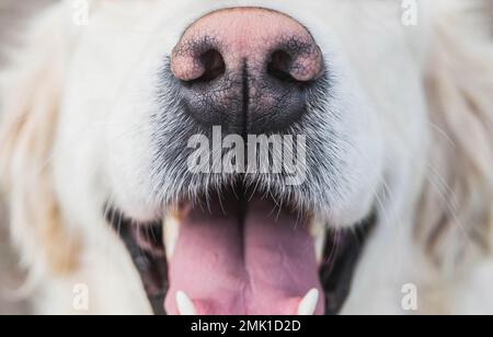 Hundenase und Schnurrbart aus der Nahaufnahme, sein Mund ist offen und weiße Wolle Stockfoto