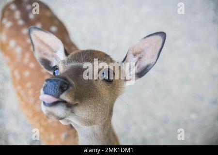 Kleine junge gefleckte Hirsche ohne Hörner zeigen Zunge Stockfoto