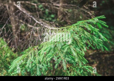 Lebender Nadelbaum auf einem trockenen, leblosen Baum Stockfoto