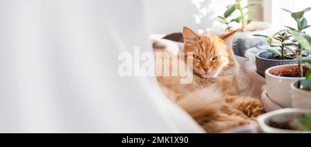 Süße Ingwerkatze, die auf dem Fensterbrett zwischen Blumentöpfen mit Zimmerpflanzen liegt. Flauschiges Haustier in der Nähe von saftigen Crassula-Pflanzen. Gemütliches Zuhause mit Sonnenlicht Stockfoto