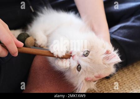 Ein böser kleiner britischer Kurzhaar-Katzenbeißkamm. Handspiel des Besitzers mit dem Kätzchen Stockfoto