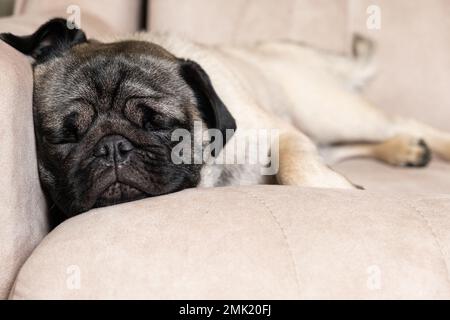 Ein süßer Pug schläft auf einer beigen Couch. Pflege für Puppen, Haare, Liebe und Pflege für das Haustier Stockfoto