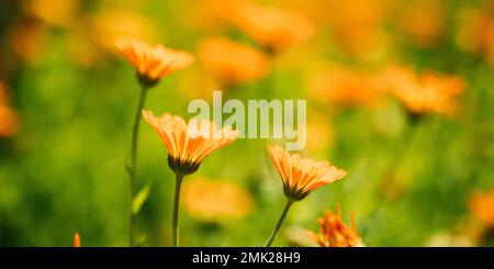 Wunderschöne Sommerblumen In Sanftem Sonnenlicht. Orangenblume Von Calendula Officinalis. Nahaufnahme. Blütenfarben: Weiches Gelb, Orange Stockfoto
