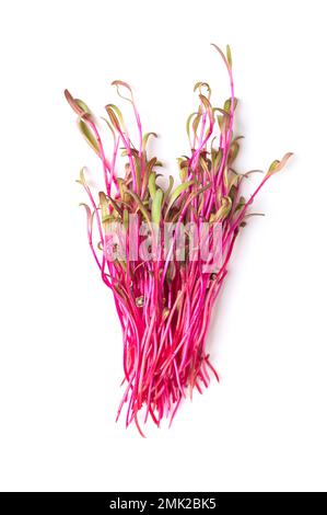 Ein Haufen frischer roter Rüben-Mikrogrüner, von oben. Verzehrfertige rohe und intensiv rote Setzlinge von Rote Bete, auch als Tafel- oder Gartenrüben bekannt. Stockfoto