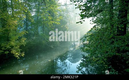 Die Sonne im Wald, die neblige Landschaft Stockfoto