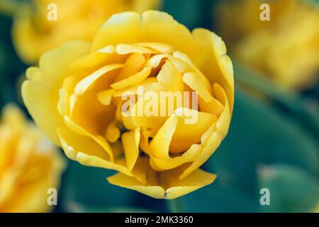 Makroaufnahme einer schönen gelben Pfingstrose Stockfoto