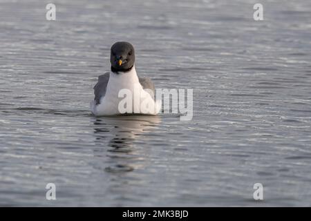 Sabine's Gull (Xema sabini), ausgewachsener Vogel in voller Zucht, eine Seltenheit im Southmoor Nature Reserve, Langstone Harbour, Hampshire, England, Großbritannien Stockfoto