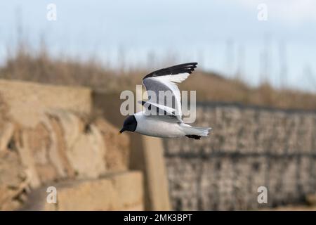 Sabine's Gull (Xema sabini), ausgewachsener Vogel in voller Zucht, eine Seltenheit im Southmoor Nature Reserve, Langstone Harbour, Hampshire, England, Großbritannien Stockfoto