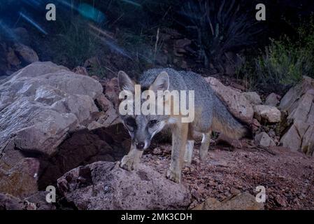 Grey Fox, Chupadera Mountains, New Mexico, USA. Stockfoto