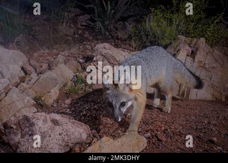 Grey Fox, Chupadera Mountains, New Mexico, USA. Stockfoto