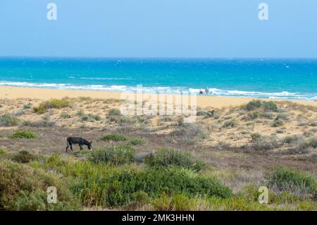 Ein wilder Esel am Golden Sands Beach auf der Karpasia-Halbinsel auf der Karpaz-Halbinsel Stockfoto