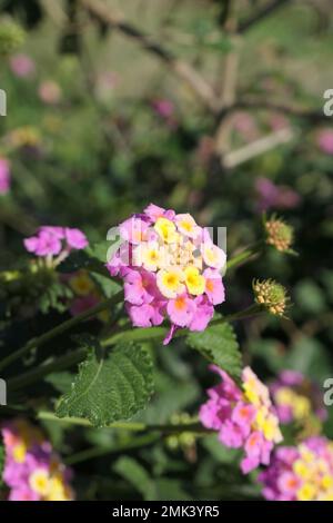 Lantana blüht am Stadtrand Stockfoto